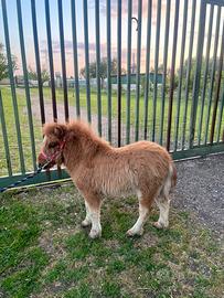 Pony maschio bravissimo