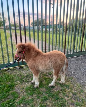 Pony maschio bravissimo