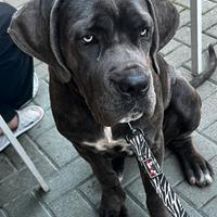 Cucciola di cane corso XXL