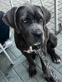 Cucciola di cane corso XXL