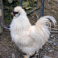 Galli moroseta