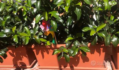 Siepe in vaso 100cm Viburno lucido