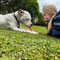 Dogo argentino con pedigree