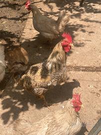 Gallo di 10 - 12 mesi