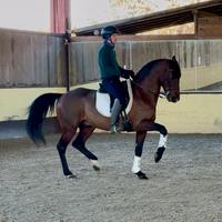 Speciale cavallo CDE 13 anni super domato