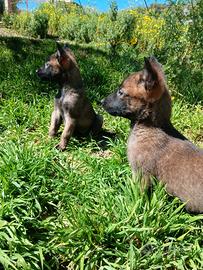 Pastore belga malinois