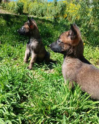 Pastore belga malinois