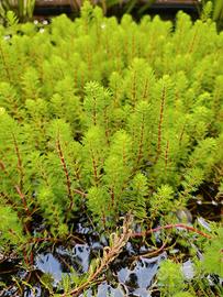 Myriophyllum brasiliensis red stem