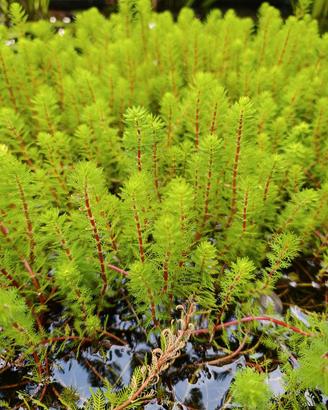 Myriophyllum brasiliensis red stem