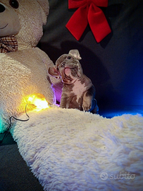 Cuccioli di Bulldog Francese Esotici disponibili