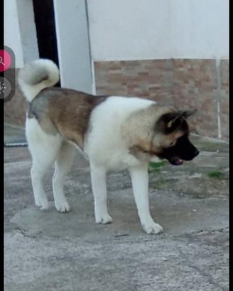 Cuccioli incrocio Akita americano