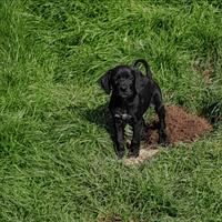 Bracco Pointer kurzhaar