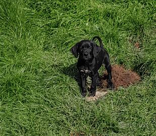 Bracco Pointer kurzhaar