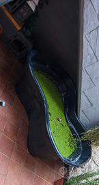 Lemna major