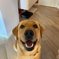 Labrador retriver accoppiamento