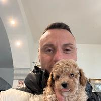 Barboncino toy champagne