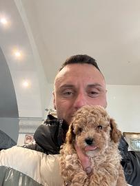 Barboncino toy champagne