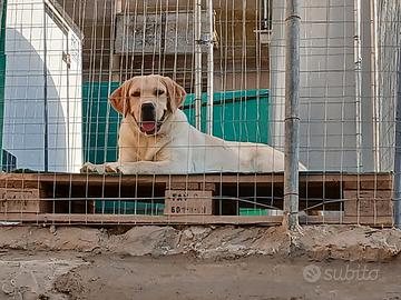 Labrador