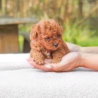 Barboncino femmine albicocca