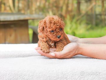 Barboncino femmine albicocca