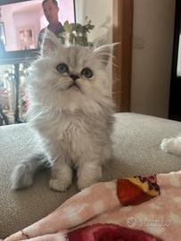 Cuccioli persiani chinchilla