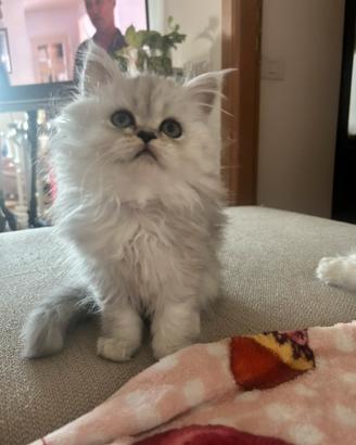 Cuccioli persiani chinchilla