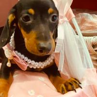 Bassotti allevati con cura da noi