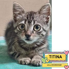 Titina dolce gattina in adozione a Latina