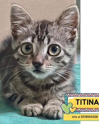 Titina dolce gattina in adozione a Latina