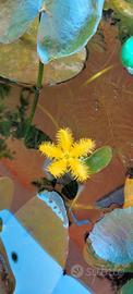 ninphoides crenata gialla