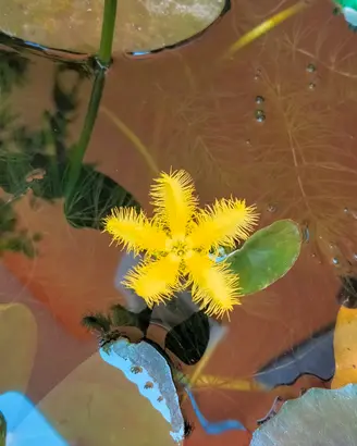 ninphoides crenata gialla