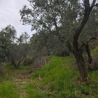 Oliveto