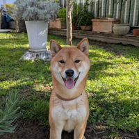 Disponibile per monta