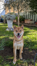 Disponibile per monta