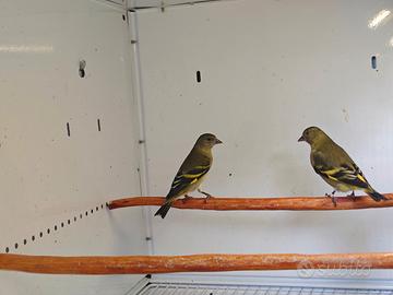 Coppie Lucherini testa nera