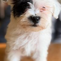 Cuccioli Maltipoo disponibili