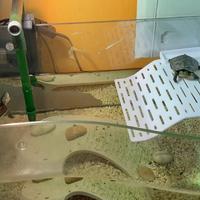 Scivolo per tartarughe in acquario