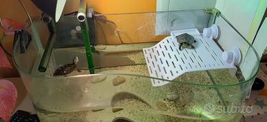 Scivolo per tartarughe in acquario
