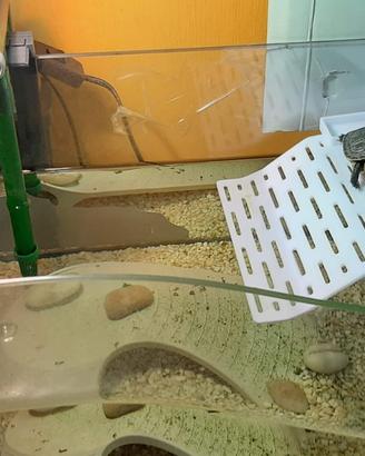 Scivolo per tartarughe in acquario