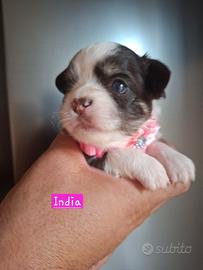 Chihuahua pedigree enci