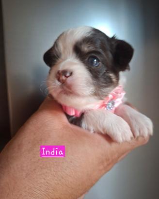 Chihuahua pedigree enci