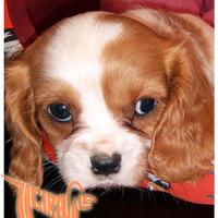 Cuccioli di CAVALIER KING CHARLES SPANIEL