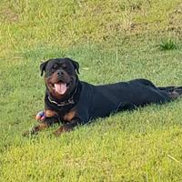 Rottwailer per monta