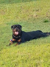 Rottwailer per monta