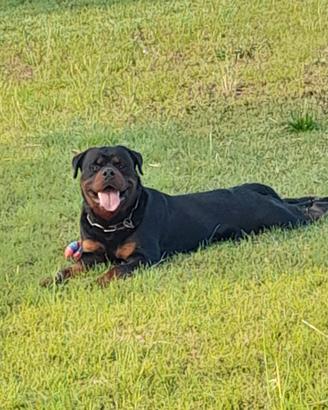 Rottwailer per monta