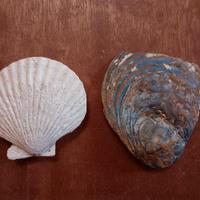 Un fossile di Capasanta & uno di Gasteropodi 