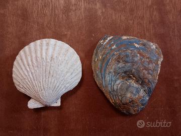 Un fossile di Capasanta & uno di Gasteropodi 