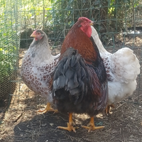 Avicoli ornamentali