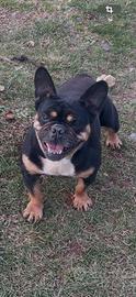 bulldog francese 