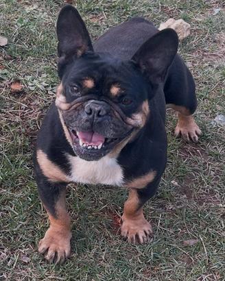 bulldog francese 